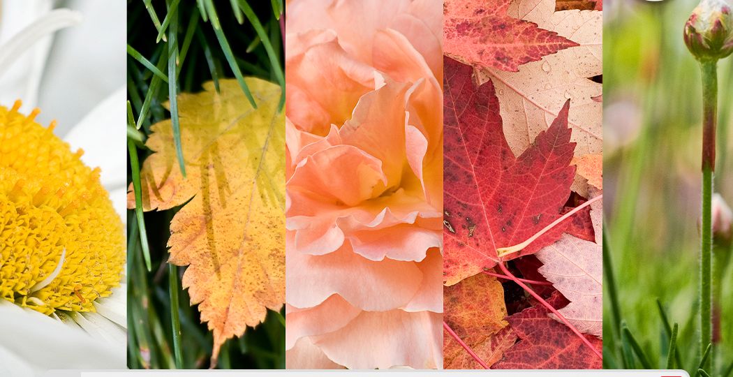 การสร้างและเน้นย้ำคาแรกเตอร์แบรนด์ในธุรกิจด้วยเทรนด์สี New Natural